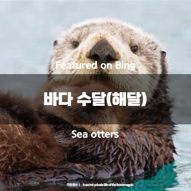 Featured on Bing - 바다 수달(해달) Sea otters
