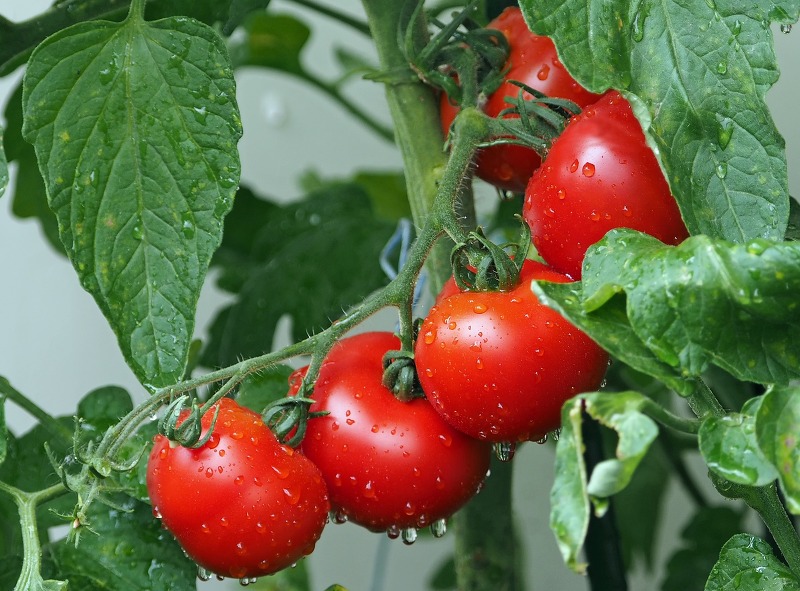 슈퍼푸드의 힘 토마토 효능 및 칼로리 먹으면 안되는사람.