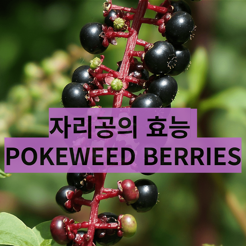 철분이 풍부한 자리공 Pokeweed Berries의 다른 효능들