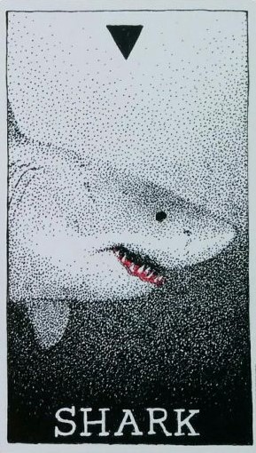 [오라클카드배우기/와일드언노운애니멀스피릿]The Wild Unknown Animal Spirit Shark 상어 해석 및 의미