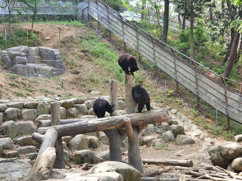 전남 구례::지리산 반달가슴곰 생태학습장 방문 후기 '아이들과 함께 반달가슴곰 보기'