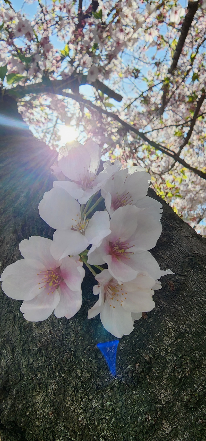 벚꽃눈 휘날리는 진해 여좌천의 봄