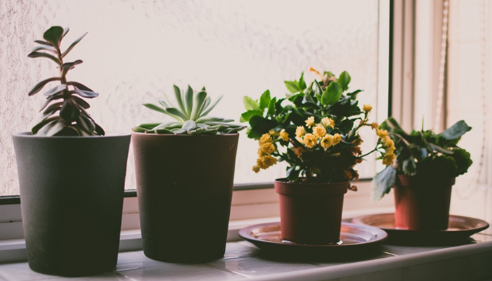 집에서 키우면 좋은 식물 vs 나쁜 식물