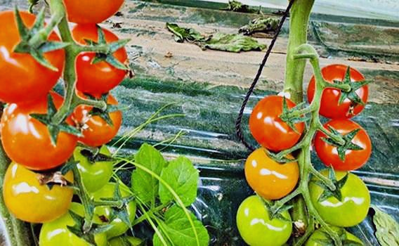 토마토의 효능, 다이어트 식품 추천