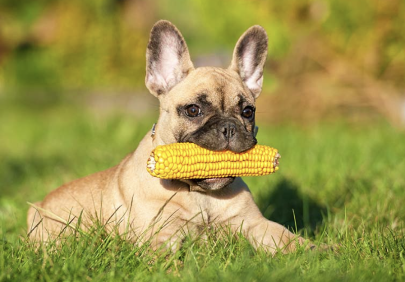 OGUO 강아지 옥수수::수염차 찐옥수수 대 심지...오구오 반려견 간식 화식 음식 건강식 영양식