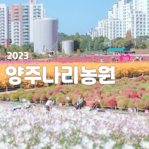 양주 나리농원 2023, 서울에서 가까운 가을 대표 핫플
