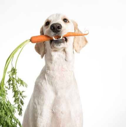 강아지에게 야채 간식은 어떤가요?