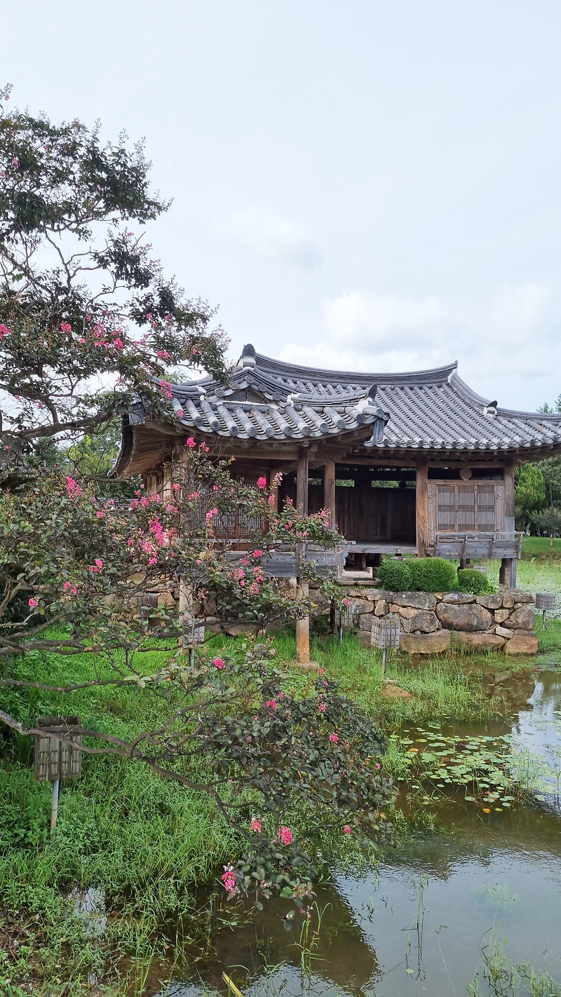 경주 서출지~산책하기 좋아요