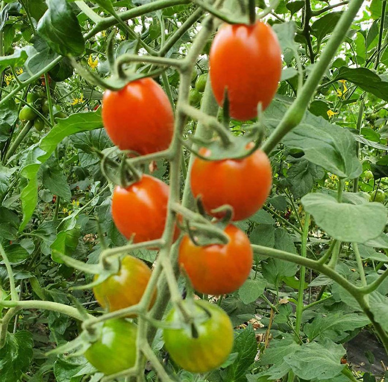  대추방울토마토  (요리도깨비 ) - 항상 최고 품질의 토마토만 생산