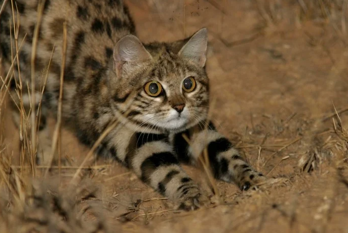붉음점살쾡이, 지구에서 가장 작은 고양이, 라이벌 검은발살쾡이 너무 위험한 녀석들