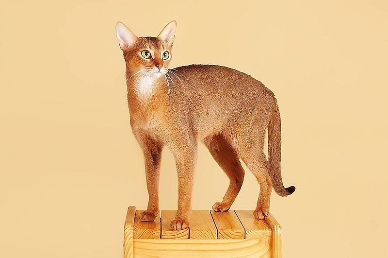 아비시니안 고양이의 특징 및 성격