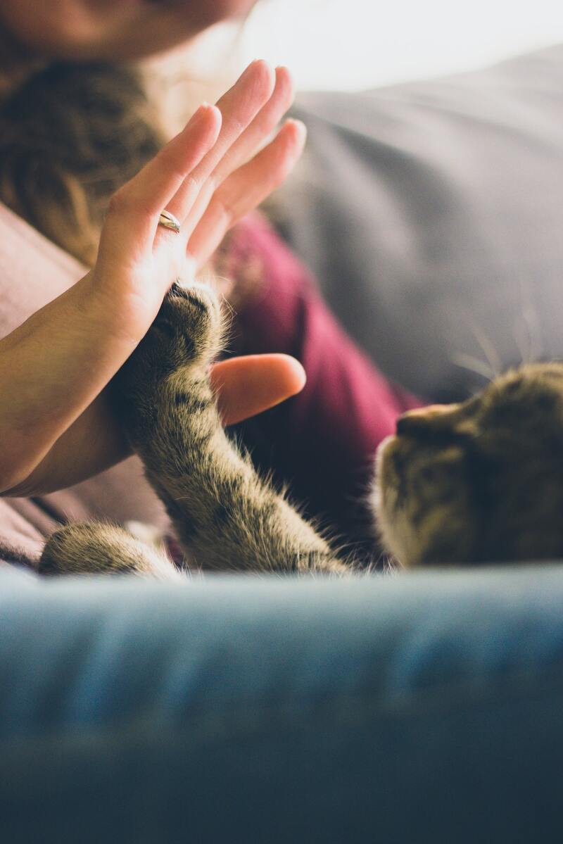 엄마를 돕는 고양이, '고양이 손을 빌려 드립니다'