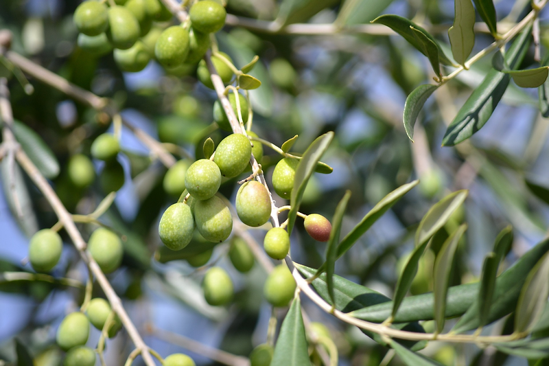 인류가 최초로 대량재배한 과수, 올리브(olive)