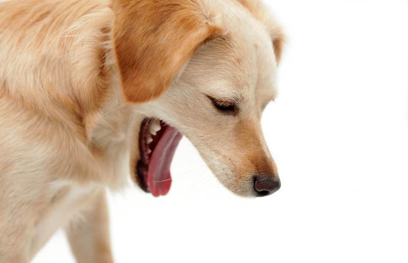강아지 토할때 응급 처치 ; 개가 토하는 이유와 치료법