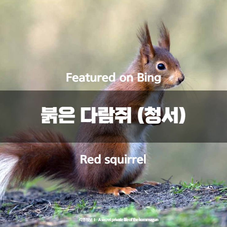 Featured on Bing - 붉은 다람쥐(청서) Red squirrel