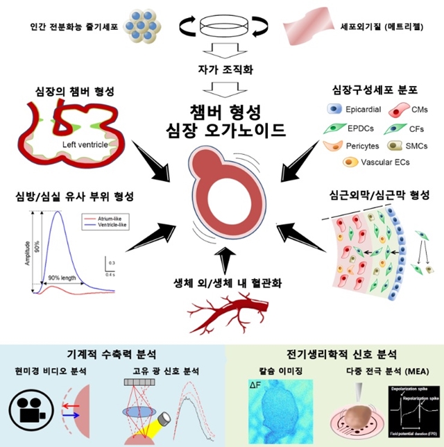 건국대학교, 클리셀 연구팀과 공동으로 '미니 심장' 국내 최초 개발