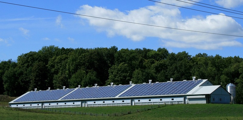 영농형 태양광 발전: 농지 보존과 신재생 에너지의 조화를 위한 규제 완화