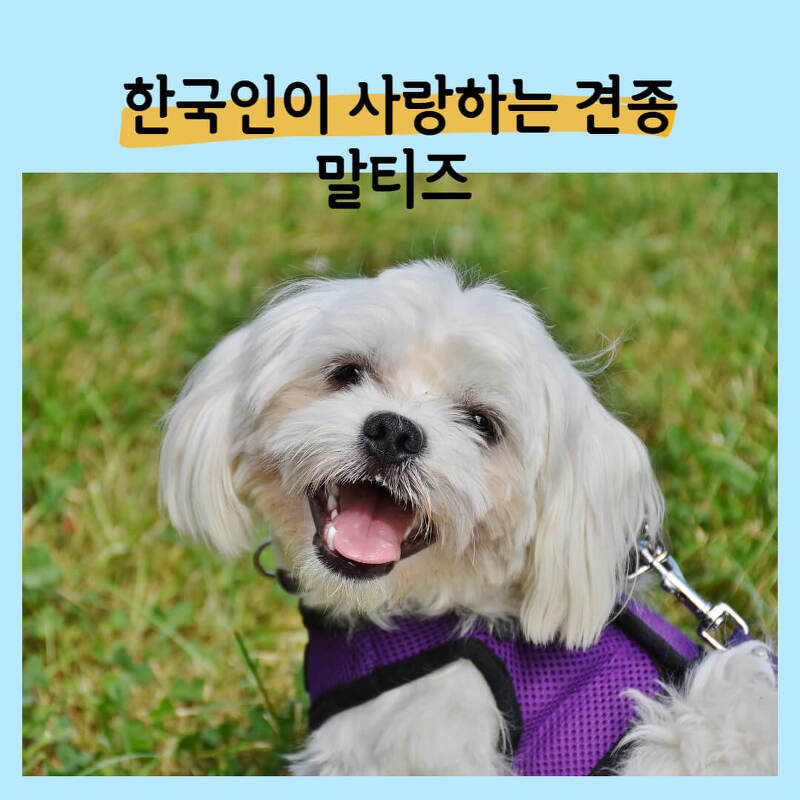 한국인이 가장 사랑하는 강아지말티즈 말티즈성격지능 말티즈수명