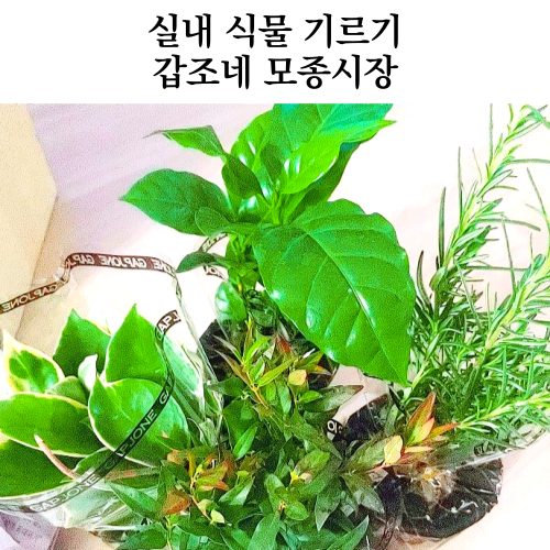 키우기 쉬운 식물 - 갑조네 모종시장 택배 구매 실내 식물 키우기