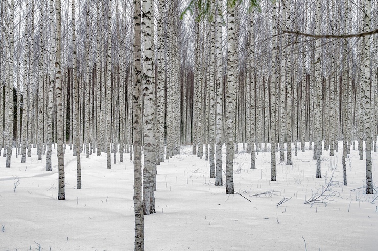 강원인제 가볼만한곳 - 겨울 인제 자작나무숲