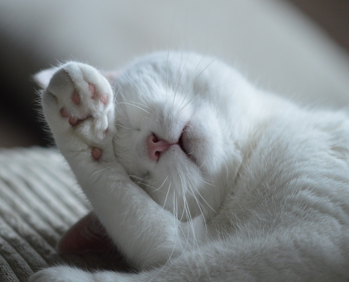 고양이 천식 원인과 증상 치료관리법