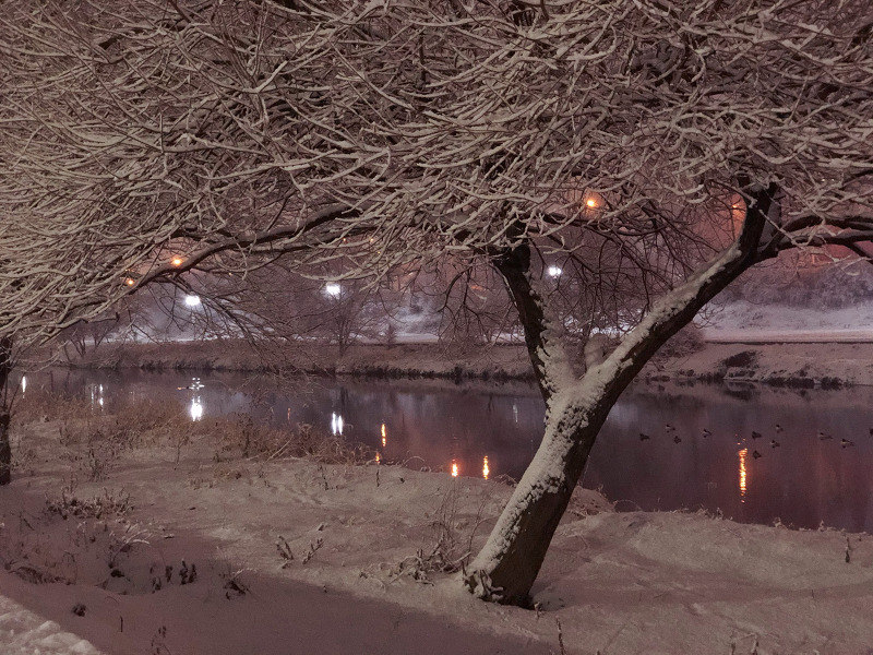 겨울 눈의 숲 - 사진 아이폰X 사용
