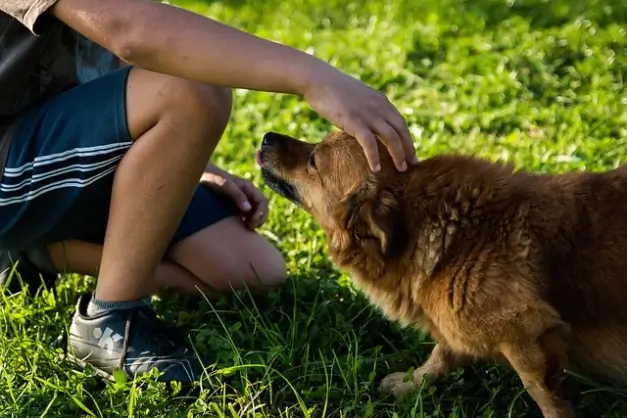 강아지 복부팽만 원인과 주요 증상 및 대처방법