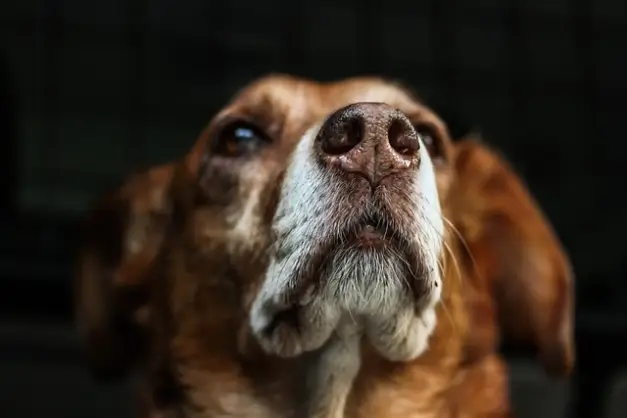 우리가 몰랐던 개 코 에 관한 신기한 7가지 이야기