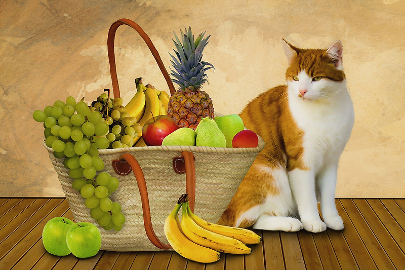 고양이 다이어트 방법 - 사료, 식이조절, 운동