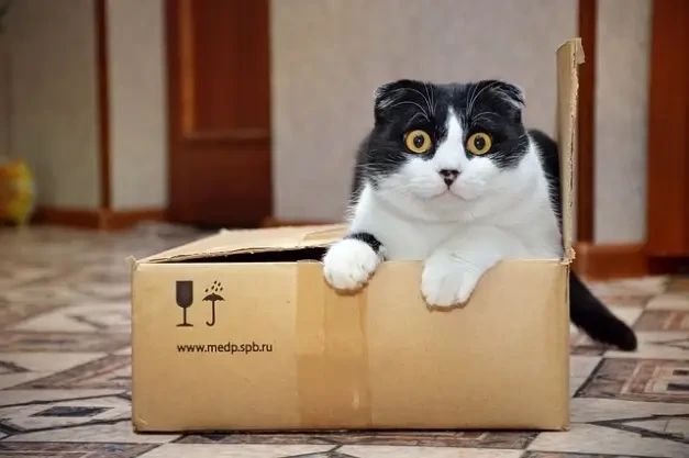 고양이는 왜 상자를 좋아할까? 5가지 비밀
