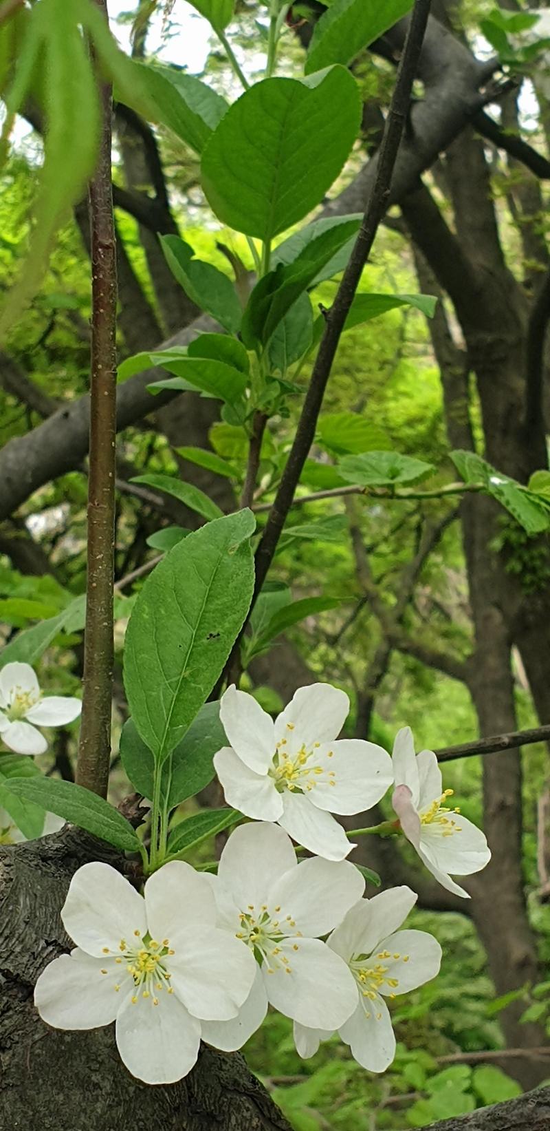 [꽃] 사과나무꽃 보시면서 4월 마지막 주말 즐겁게 보내세요