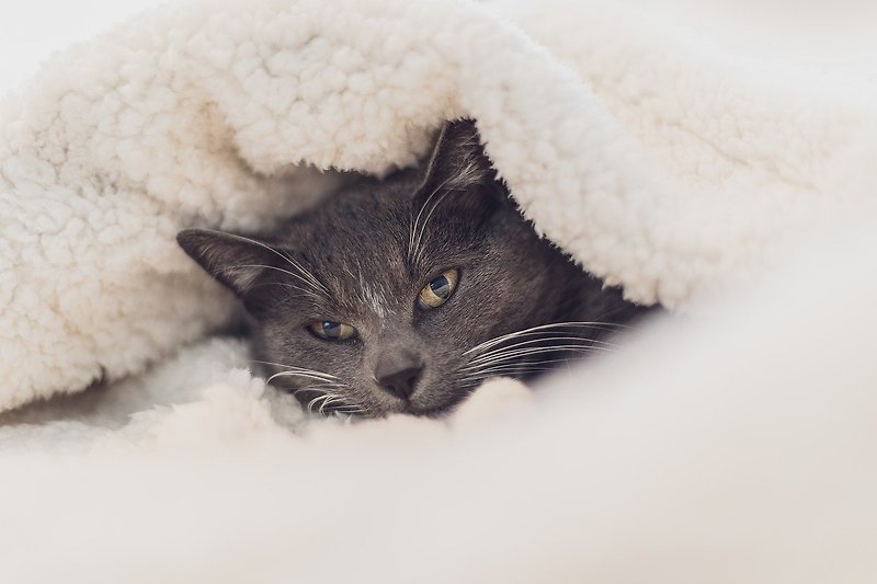 일명 고양이 감기, 상부호흡기증후군 증상 및 치료