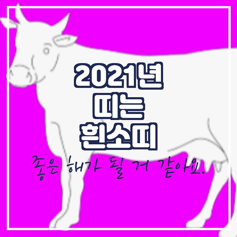 2021년 흰소띠 입니다.