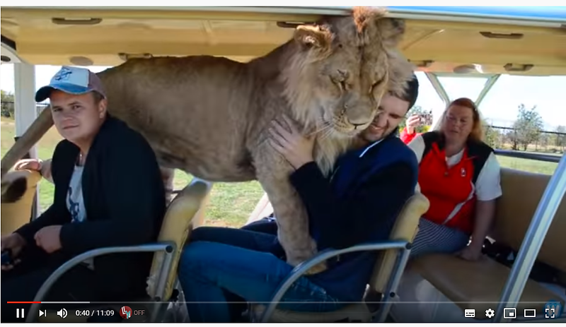투어버스에 사자가 뛰어 올랐다! A lion jumped on a tourist bus !!