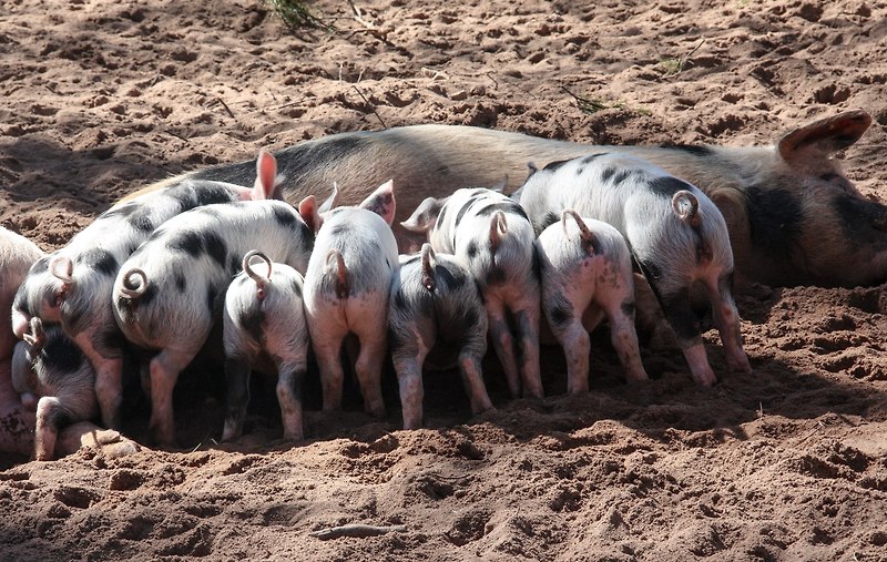 돼지 꿈해몽 :: 돼지파는꿈, 고사지내는꿈, 돼지만나는꿈, 돼지가쫓아오는꿈, 돼지가새끼낳는꿈