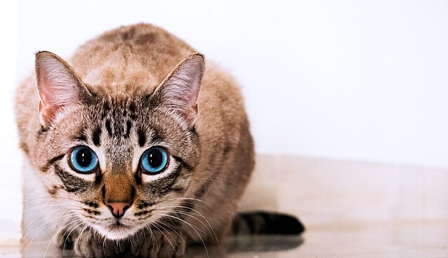 고양이 눈, 색맹, 동공, 시력의 특징