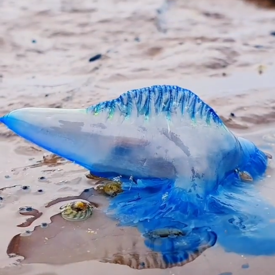 호주 해변을 물들인 푸른색 바다 생물 포착