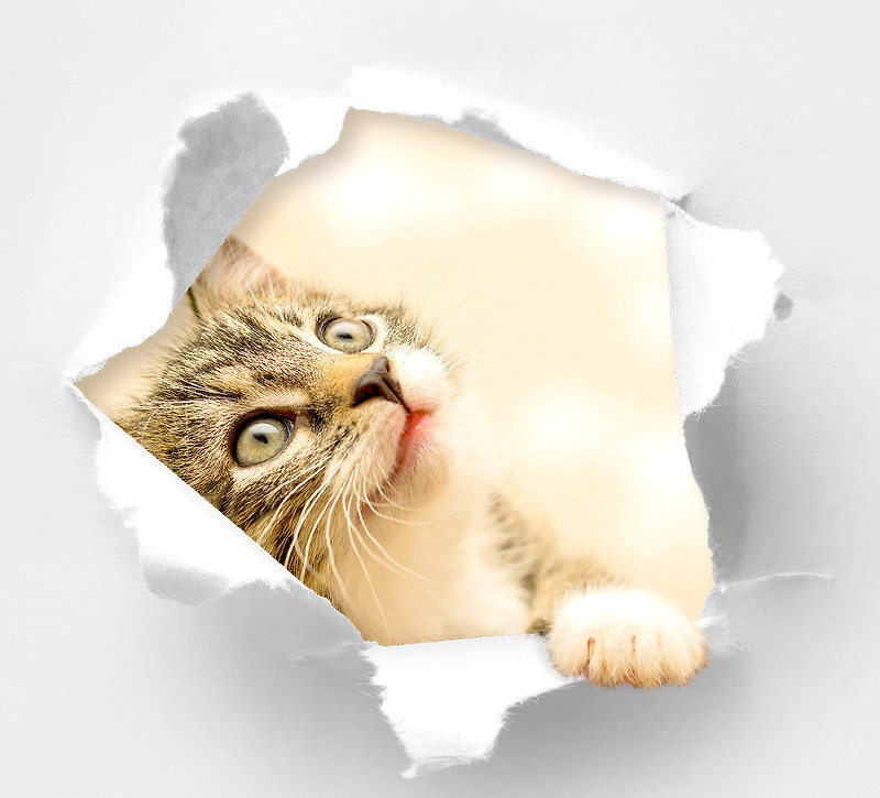 포토샵 강좌 - 종이 찢고 나오는 고양이 사진 만들기