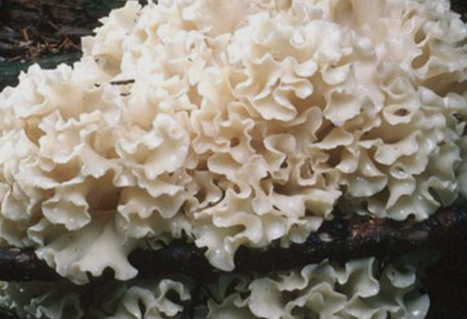베타글루칸 함유량 많은 꽃송이버섯효능 먹는방법 알아보자