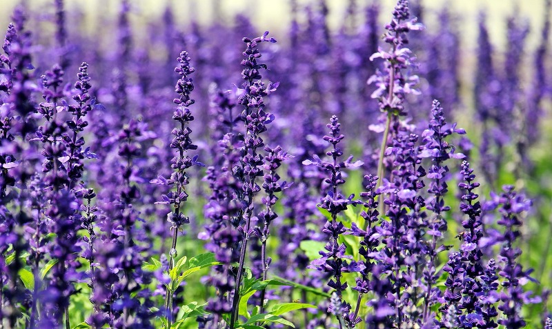 편안한 향과 아름다운 보랏빛, 라벤더(lavender)
