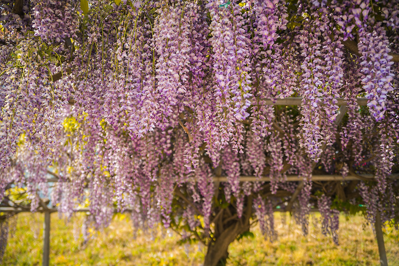 보랏빛 향기가 어려있는 등나무 꽃