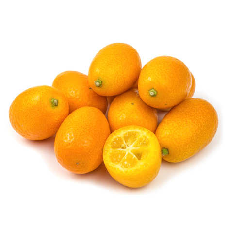 금감(쿰코앗) Kumquat 금귤에 대해서 알아볼게요.