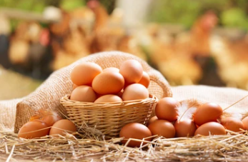 계란 요리 시 지켜야할 수칙 10가지!