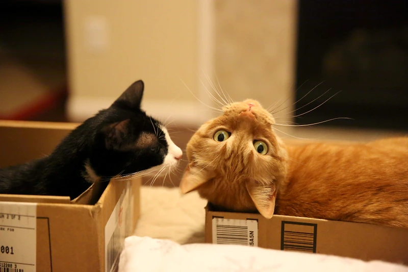 고양이 박스에 환장하는 이유를 알아보자