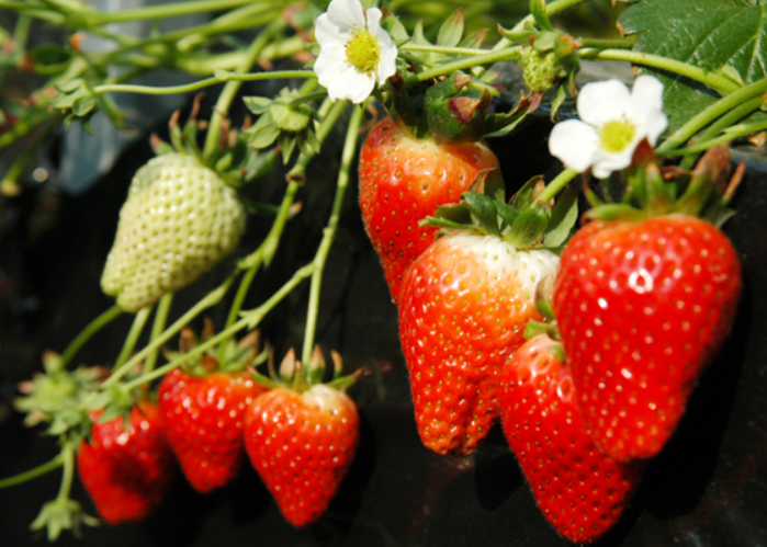 딸기 모종 심는 시기,딸기 재배 방법