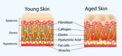 관절건강과 피부에 좋은 히알루론산의 효능 부작용  하루권장량
