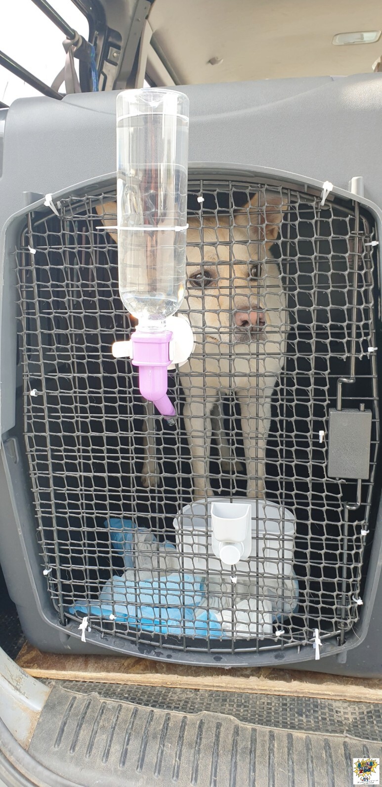 중국광저우에서 강아지한국입국 강아지검역 강아지한국운송 강아지만한국데려오기 강아지항공화물운송 강아지해외카고운송 강아지한국통관 Foreign Dog Owner South Korea Dog cat Departure Service