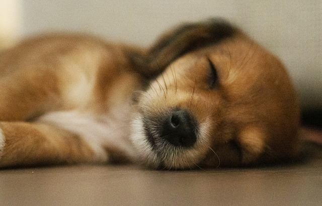 강아지 잠자는 자세와 위치에 따른 특징&성격