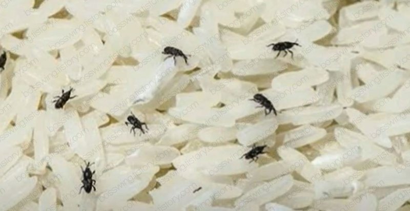 이미 생긴 쌀벌레 퇴치, 예방 방법은? 쌀벌레 먹으면?!