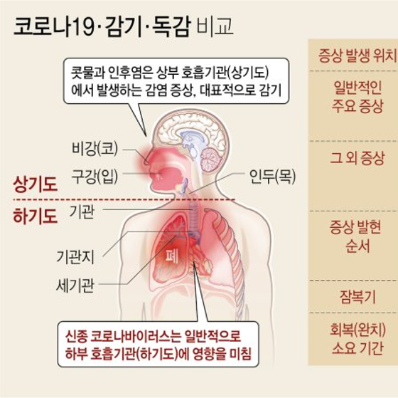코로나19·감기·독감 비교 | 주요 증상 및 차이점 비교